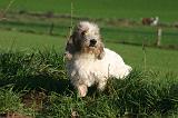 PTIT BASSET GRIFFON V.  013